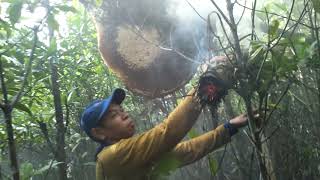 Men cari madu di utan terabik