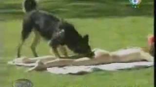 ცელქი ძაღლი/Cheerful dog