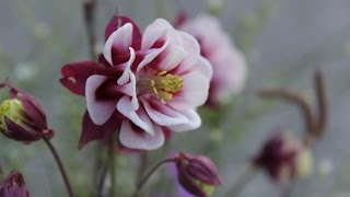 Geniesse einen Einblick in den Alltag eines Floristen im Blumengeschäft Flora-Line (Aufzeichnung)