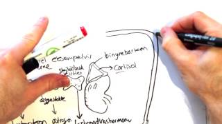 Innowell e-learning: Hormonsystemet