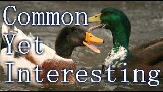 Common Yet Captivating: Mallard Duck