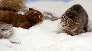 Lil BUB's Big SHOW Episode 10: THE MONSTER