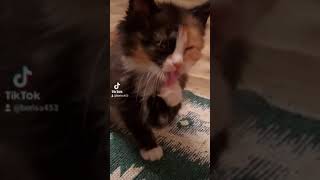 киска. малышка. умываться