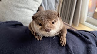 飼い主を占領することに成功したカワウソ Otter achieves occupation of its owner.