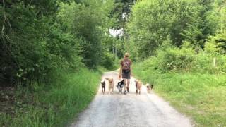 Mehrhundehaltung - Spaziergang