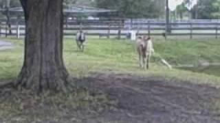 Molly The Pony visits Pure Thoughts Horse Rescue