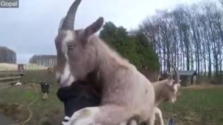 Animals demonstrating affection to humans