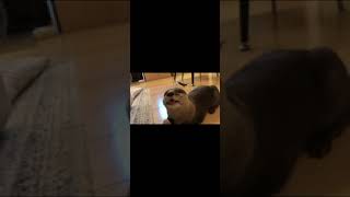 カワウソさくら 好物をとられまいと逃げる可愛いカワウソ otter that escapes so as not to take chicken #shorts