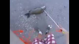 Новый способ ловить рыбу