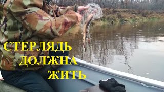 Сети на клязьме