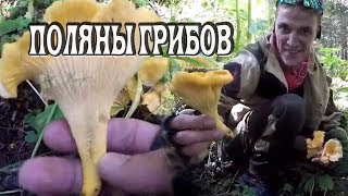 ДАРЫ СИБИРИ /  ГРУЗДИ,ЛИСИЧКИ СТОЛЬКО ГРИБОВ Я ЕЩЕ НЕ ВИДЕЛ.поход втайгу