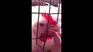 Kapparot Chicken in Cage 2013
