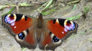 Яркая бабочка Павлиний глаз, European peacock