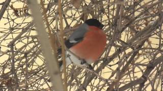 SHY BULLFINCH застенчивый снегирь