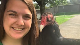 Elderly vulture that can't fly is living his best life