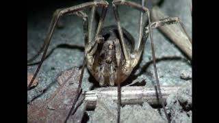 Odiellus spinosus