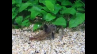 corydoras s1