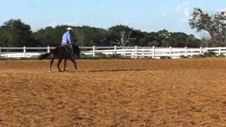 LETA LENA WHIZ STALLION