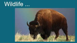 A Beginner's Guide to the National Wildlife Refuge System