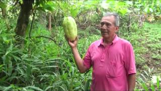 Manejo de la granadilla y chayote