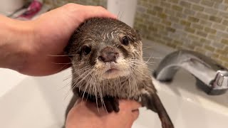 カワウソの沐浴もどき！ Otter ablutions!?