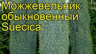 Можжевельник обыкновенный Суецика. Краткий обзор, описание характеристик juniperus communis Suecica