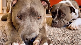 Relentless pitties target woman who rescued them