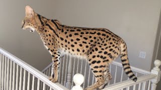 Cat Acrobat