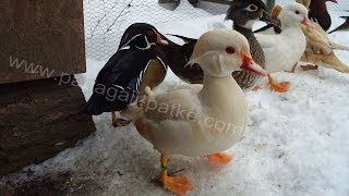 Patke mandarinke i karolinke - Odgajivačnica Tot