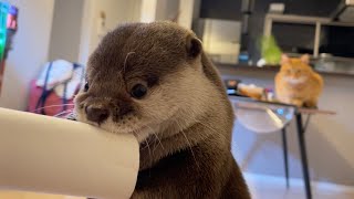 新しいおもちゃを考案してあげるも、まずは壊すことを考えるカワウソ otter is given a new toy, but thinks about destroying it first.