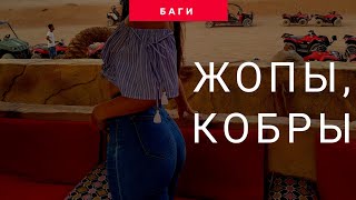 Жуть! Экскурсия на Баги,очковые Кобры в Шарм Эль Шейхе