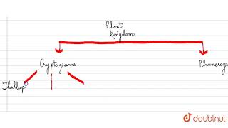 Draw a flow chart showing classification of kingdom Plantae.