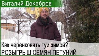 Зимнее черенкование туи и можжевельника. Розыгрыш петуний! 88270118