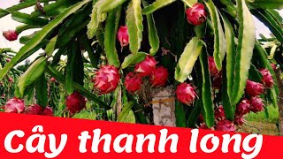 Dạy bé học nhận biết cây thanh long tiếng việt | Dạy trẻ thông minh sớm