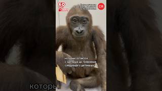 Горилла #Краснойкниге60 #гдм_коллекция #дарвиновскиймузей #darwinmuseum