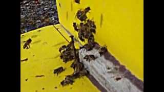 пчелы и пчеловодство январь серая горная кавказская - HoneyBee Flight in Early January