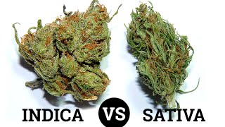 The Differences Between Sativa, Indica & Hybrids