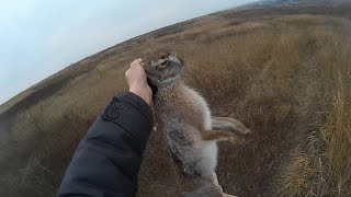 Охота на зайца по чернотропу - Ищем в траве / Hare hunting in living landscape