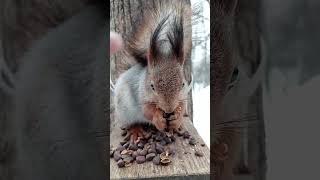 Погладил белку / Had petted a squirrel