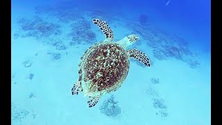Рыбы Красного моря c  назвазваниями Каталог 1й фильм Опасные (с 13:22 фильма) Египет Иордания Акаба