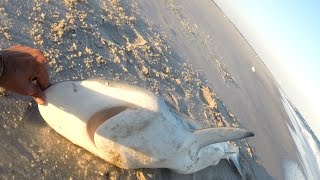 Surf Shark Fishing with PEANUT BUNKER Rigs Leaders & Hooks