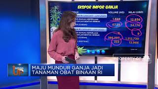 Maju Mundur Ganja Jadi Tanaman Obat Binaan di Indonesia