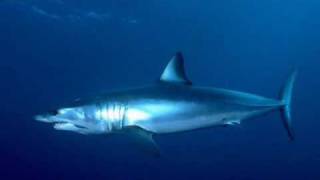 montage image video requin