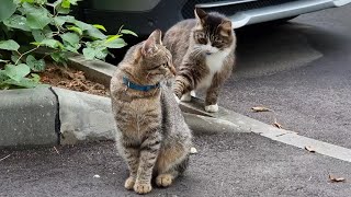 Кот Мурлок и его новые друзья. Котики, вы чьи?
