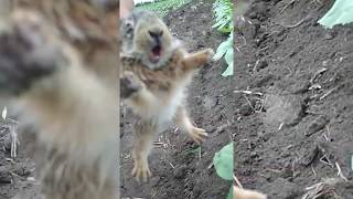 Ушастый камикадзе напал на тракториста  трактора мтз 1025  the hare kamikaze/ mtz Заяц маленький