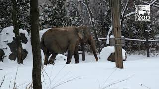 Snowy Day at the Cincinnati Zoo