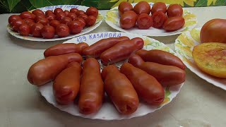 ТОМАТ КАЗАНОВА. №129. ДЕГУСТАЦИЯ. 