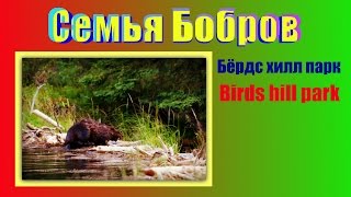 Манитоба | Семья Бобров строит плотину | Бёрдс хилл парк