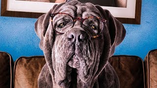 Моя собака Идиот - Русский трейлер | Фильм 2020