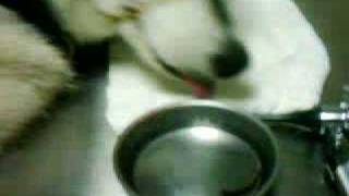 哈士奇鼻腔 水蛭 育生動物醫院